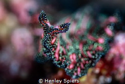 Persian Carpet Flatworm by Henley Spiers 